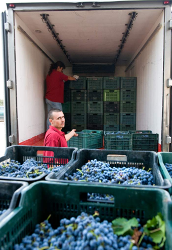 Vendimia en la bodega Arrayán