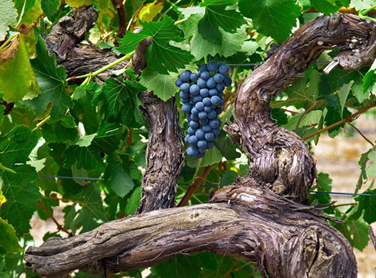 Racimo de uva Syrah