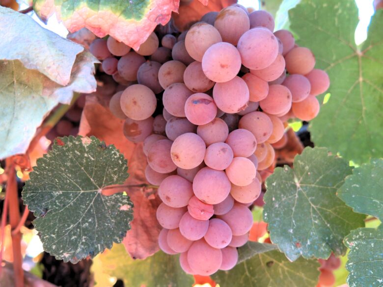 Gewürztraminer de Enate