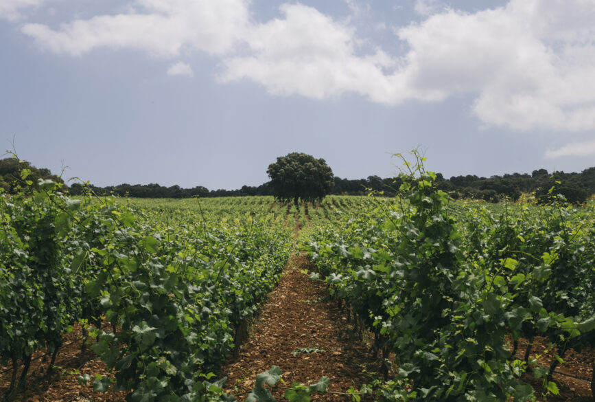 2. Viñedo La Encina, de Cortijo Los Aguilares, donde cultivan su Pinot noir.