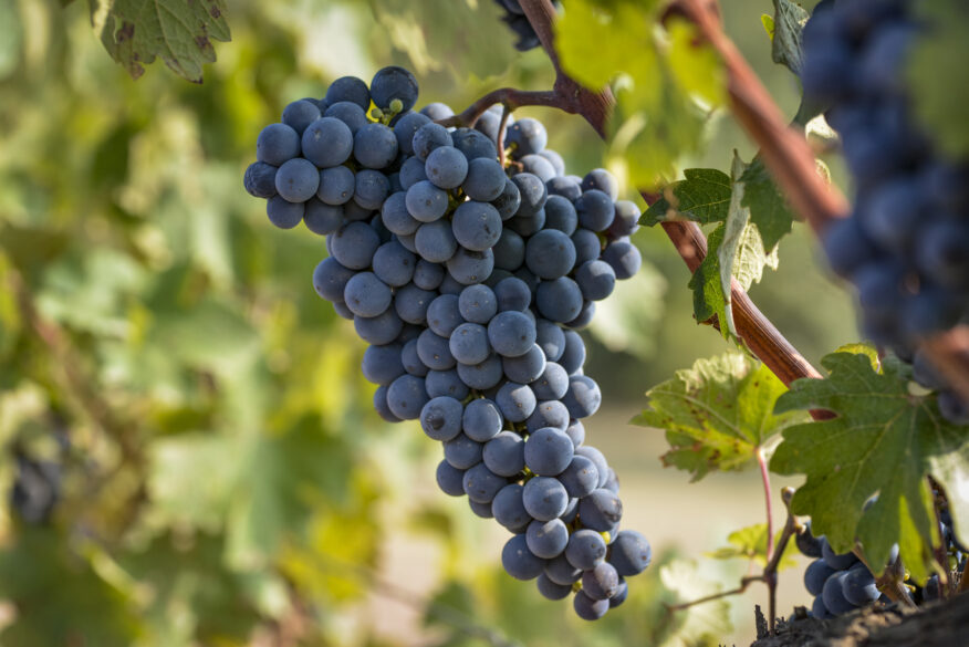 Cabernet sauvignon de Torres. Foto de Jordi Elías