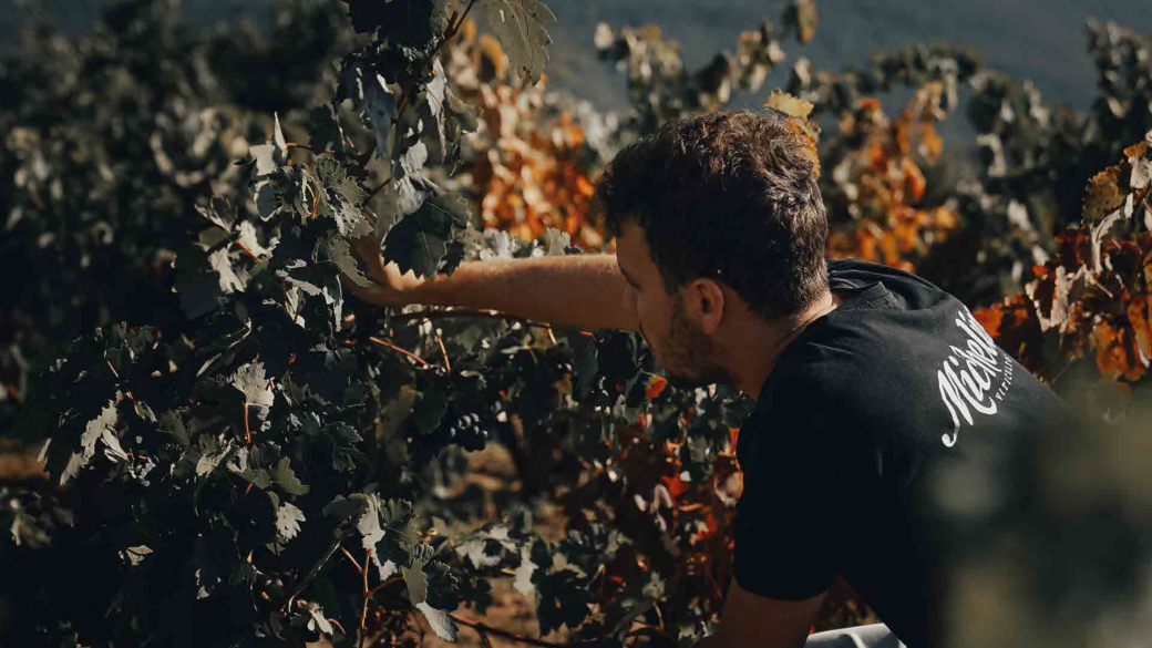 El enólogo y viticultor argentino Manu Michelini vendimiando en Dominio del Challao, su bodega en Rioja Alavesa