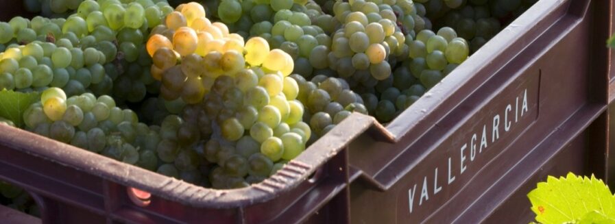 Uvas viajeras: variedades foráneas que triunfan en España