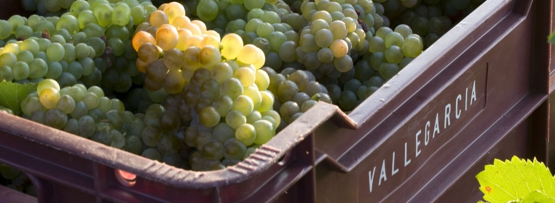 Uvas viajeras: variedades foráneas que triunfan en España