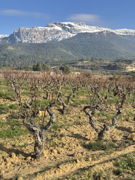 Entrevista a Manu Michelini: Viñas de su bodega Dominio del Challao en Labastida