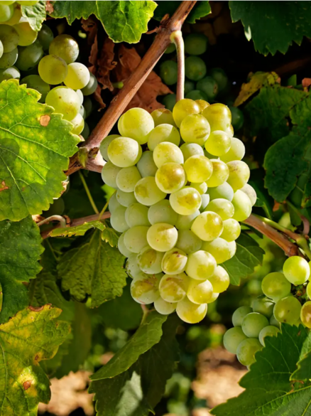 Racimo de uva Verdejo de Rueda