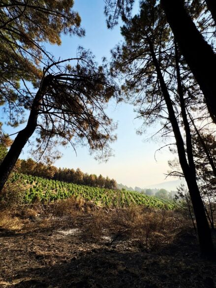 Imagen de Las Iruelas, uno de los viñedos que cultiva Comando G en El Tiemblo (Ávila).