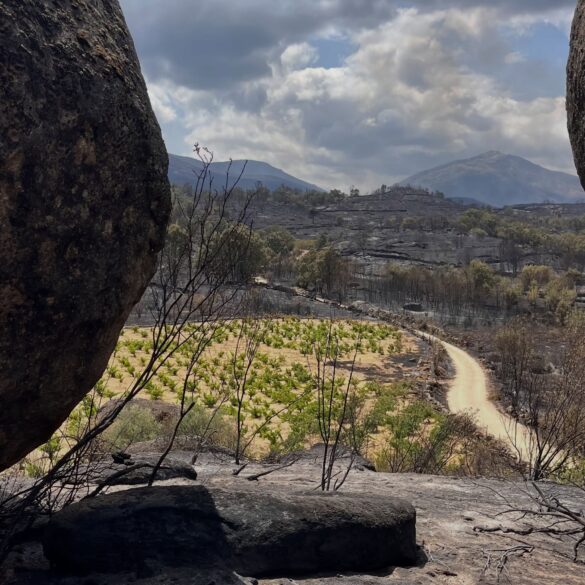 Imagen de un viñedo rodeado por el fuego publicada por Juanan Martín en el perfil de Instagram de Rico Nuevo.