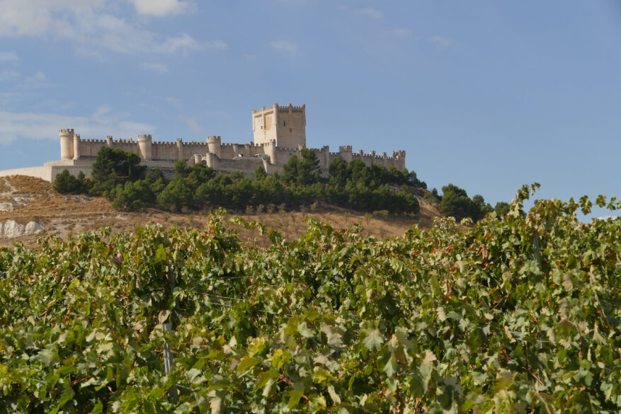 Castillo de Peñafiel (Valladolid) visto desde una viña cercana.