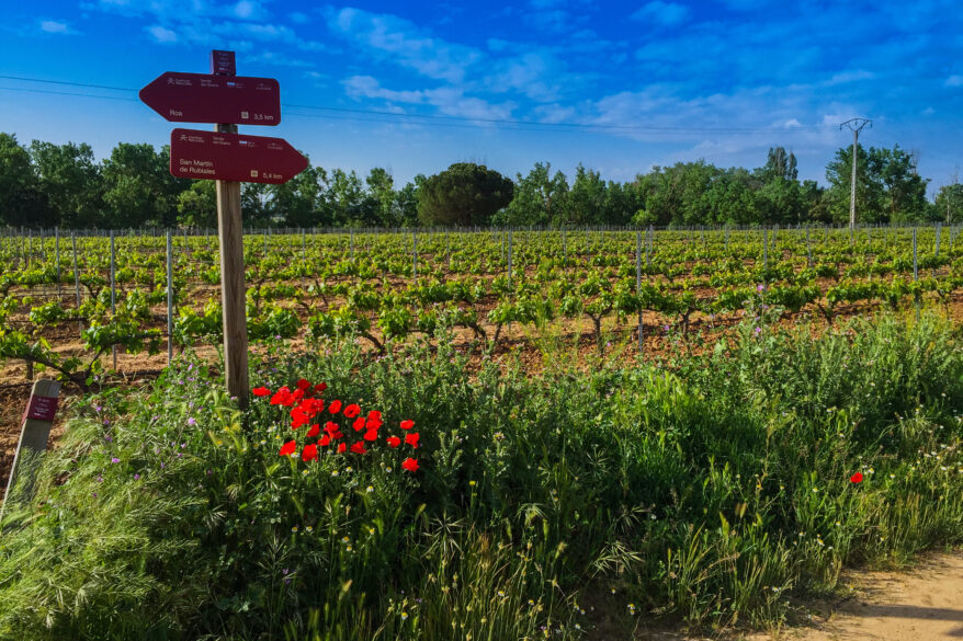 Vegetación junto al viñedo ribereño. © José I. Berdón