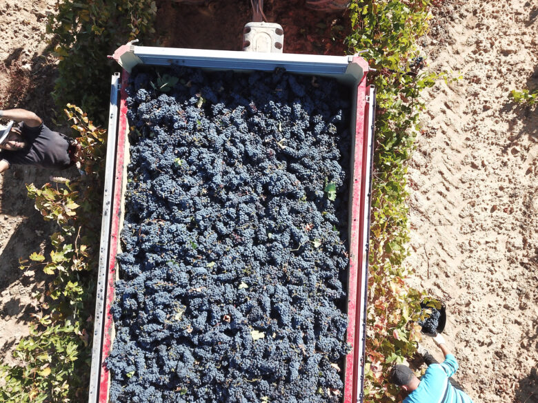 Recogida de la Tempranillo en un remolque.