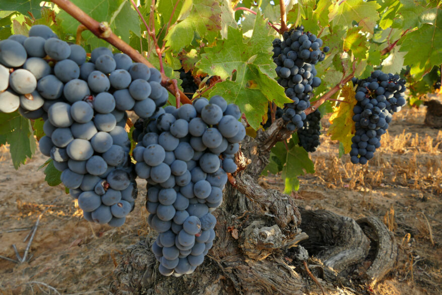 Racimo de Tempranillo perfectamente maduro.