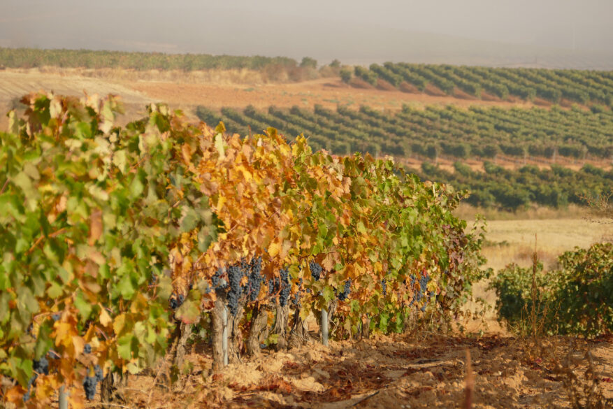 Cepas de Ribera del Duero en otoño.