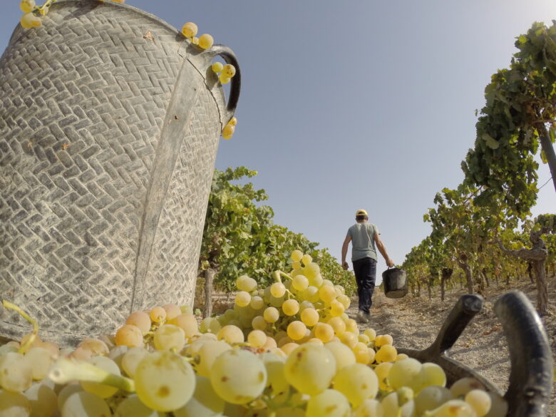 Vendimia en los viñedos jerezanos de Williams & Humbert