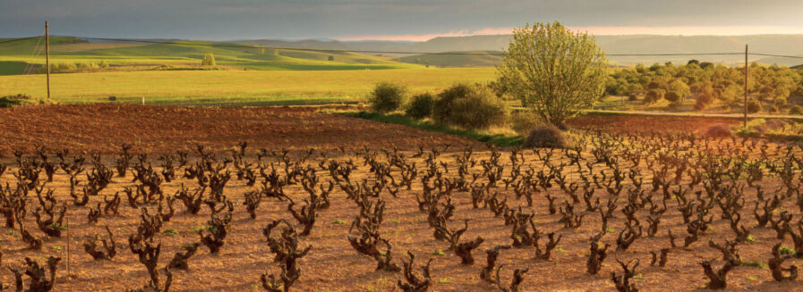 Ribera del Duero, un oasis vinícola repleto de diversidad