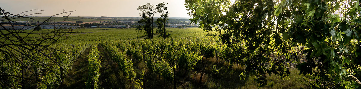 Productor: Clos Rougeard
