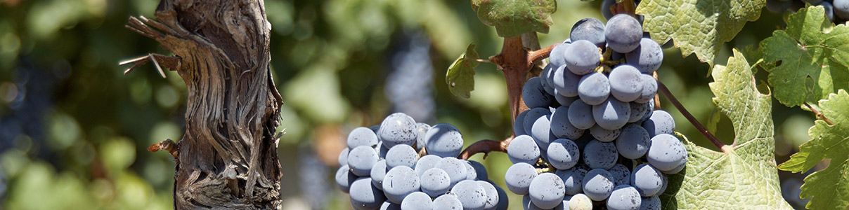 Productor: Geoff Merrill Wines