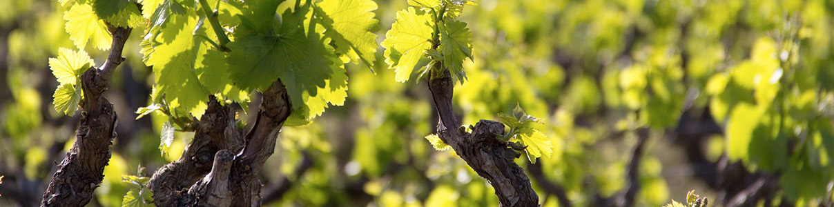 Productor: Cosecheros de Labastida