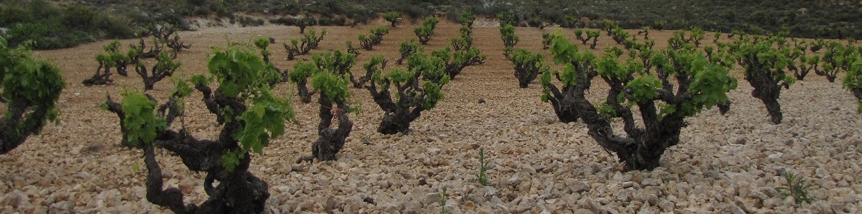 Productor: Bodegas Cinco Leguas