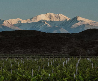 Banner: Guía para iniciarse en los vinos del Nuevo Mundo