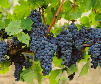 Banner: Syrah, la uva que aprendió mil idiomas