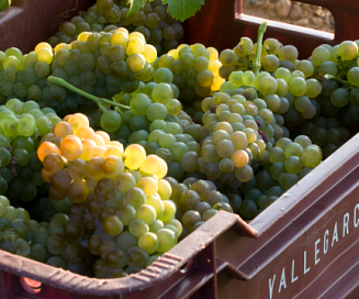 Banner: Uvas viajeras: variedades foráneas que triunfan en España