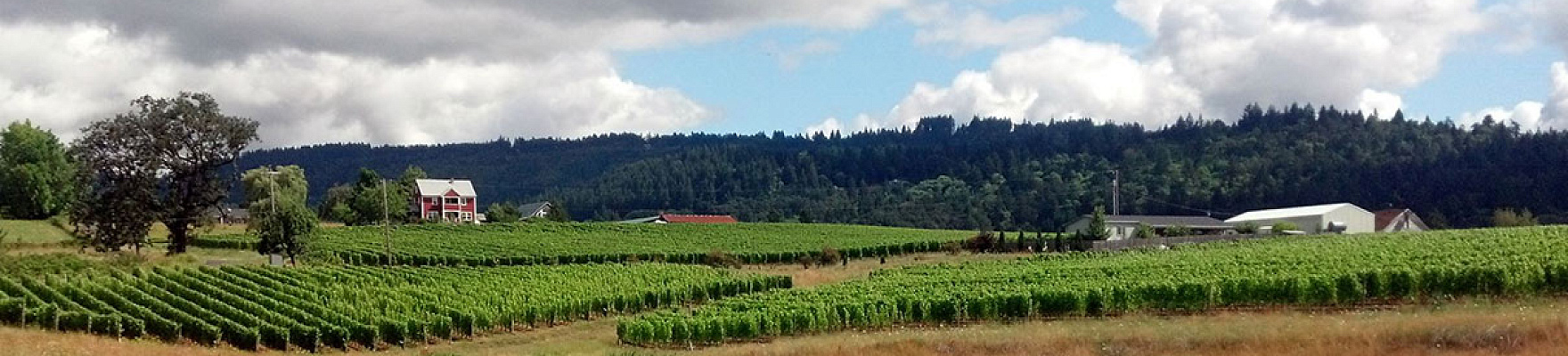 Adelsheim Vineyard