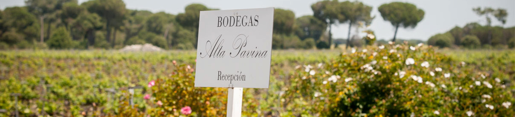 Bodega Alta Pavina