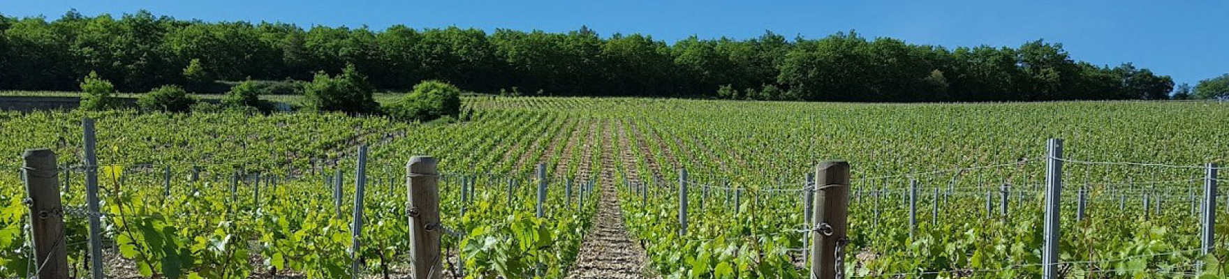 Domaine Bernard Defaix