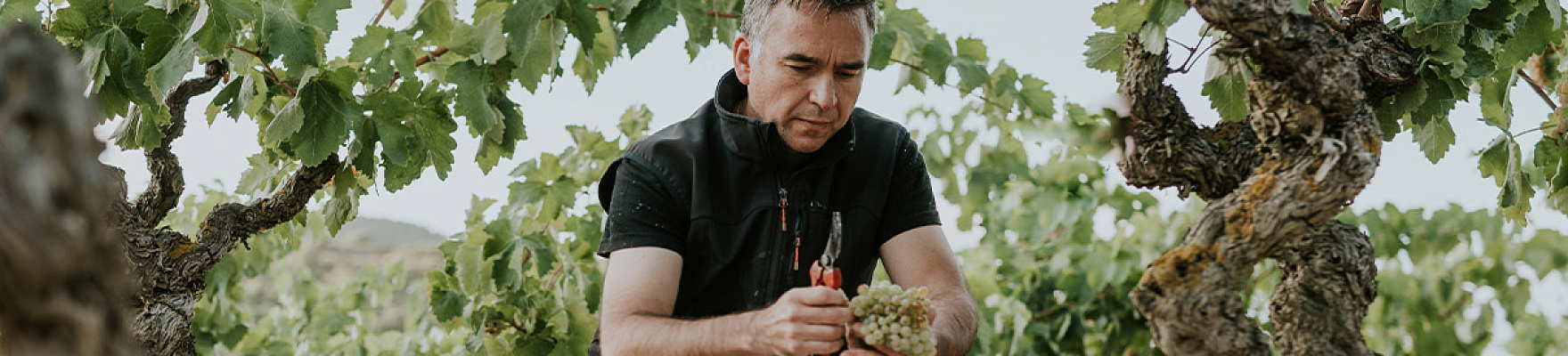 Carlos Sánchez Viticultor