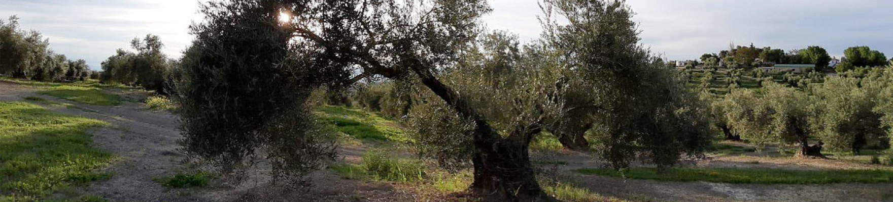 Finca Cortijo Grande