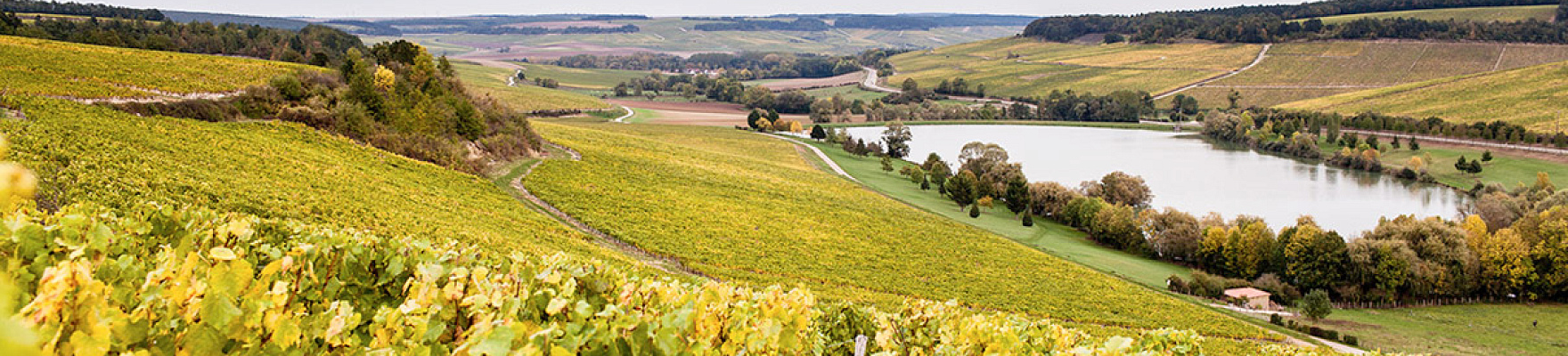 Domaine de la Motte Famille Michaut