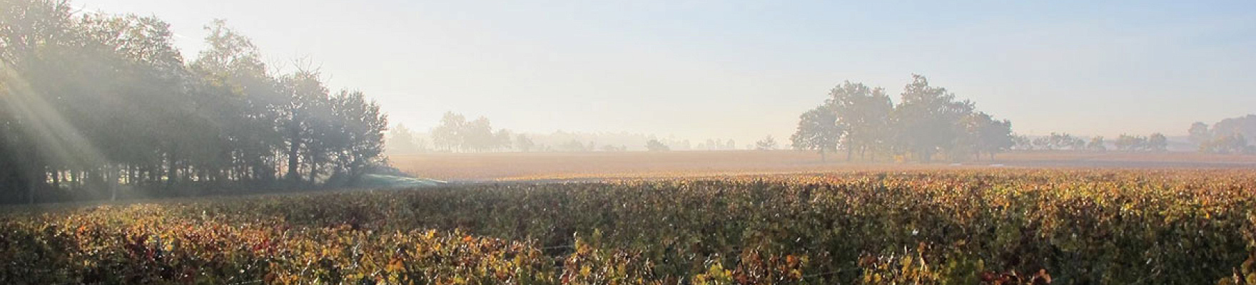 Château Haut-Bailly