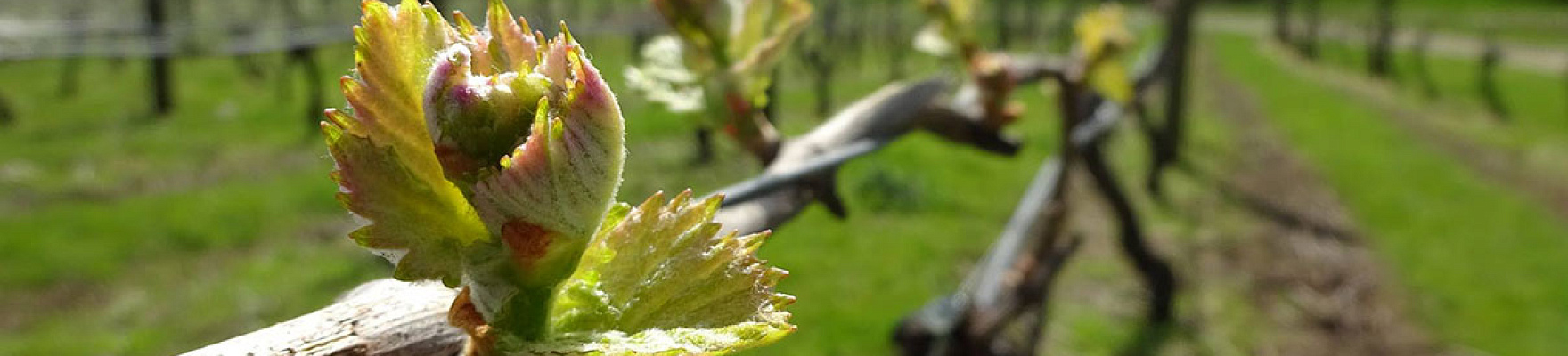 Martinborough Vineyard