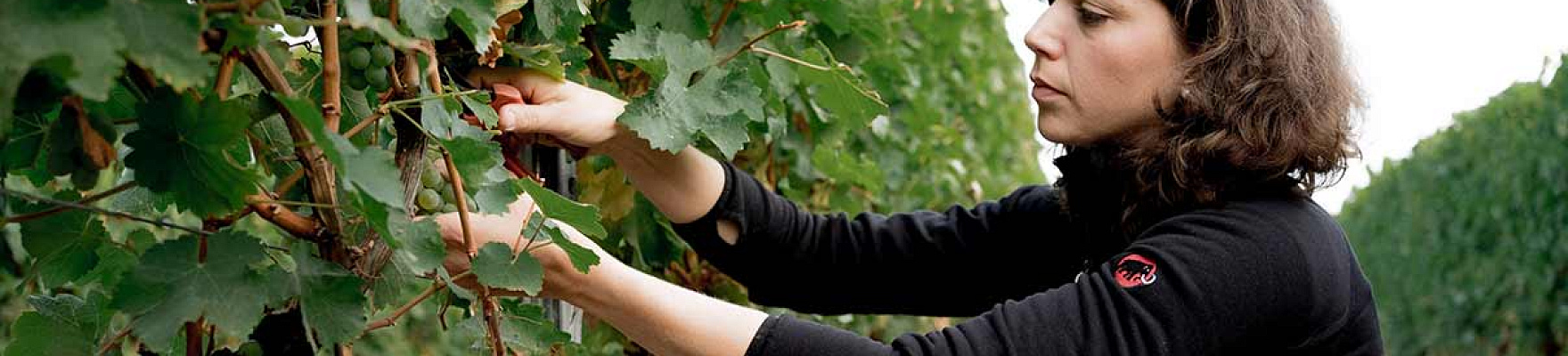 Weingut Weedenborn