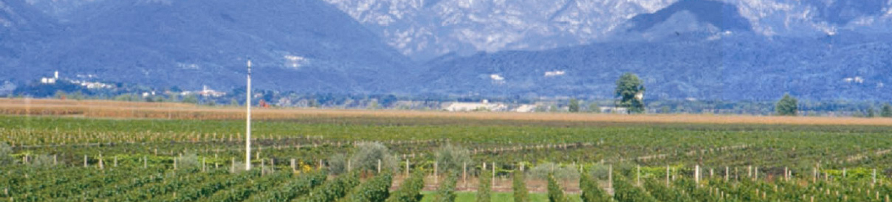 Extensos viñedos de Bodegas Zuccolo