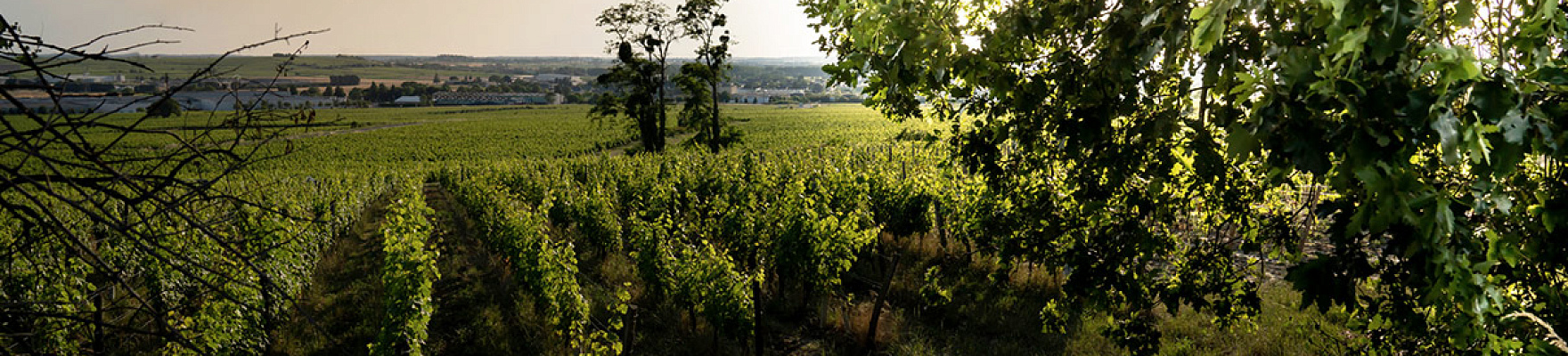 Productor: Clos Rougeard
