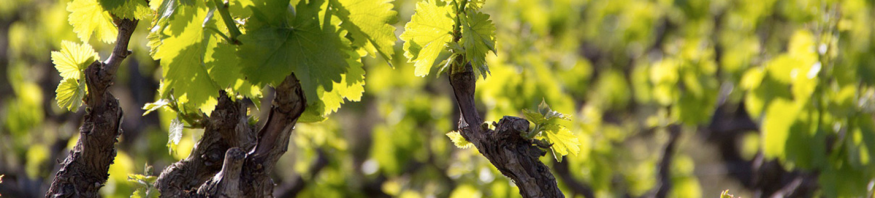 Productor: Cosecheros de Labastida