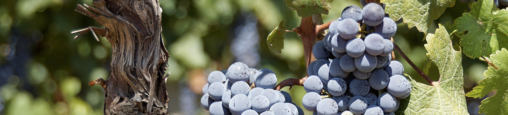 Productor: Domaine Perrot-Minot