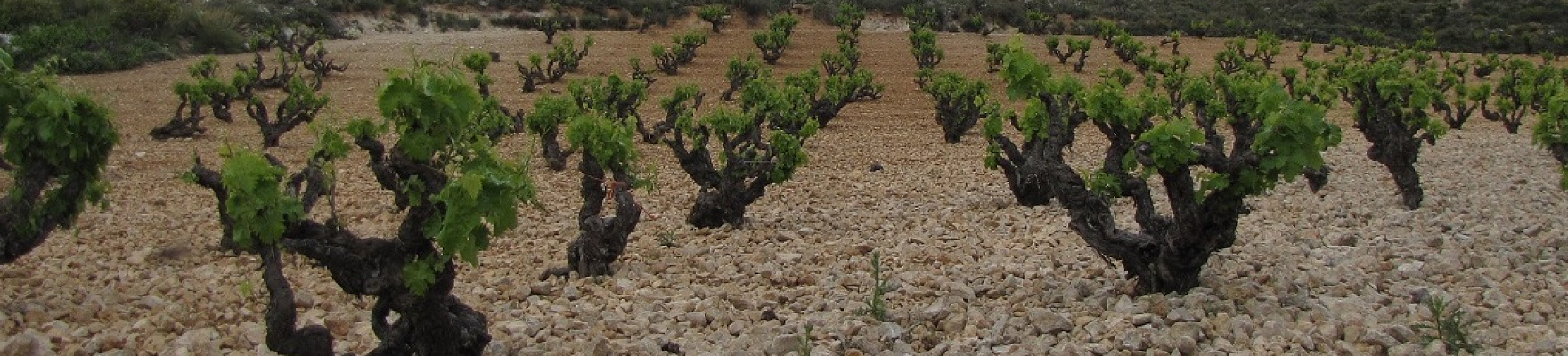Productor: Bodegas Cinco Leguas