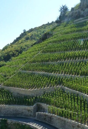 Introducirse en los vinos del Ródano