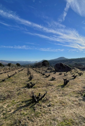 Gredos 2026: una añada marcada por el fuego