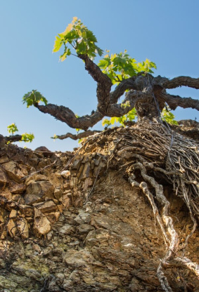 Mineralidad: ¿naturaleza o storytelling?