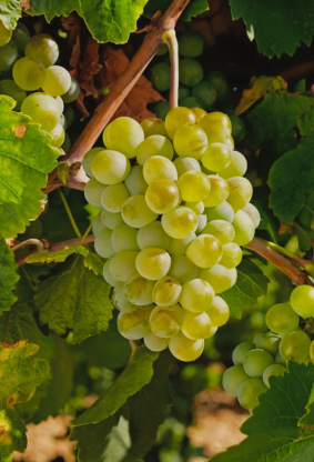 Vinos D.O. Rueda: las mil caras de un mismo disfrute
