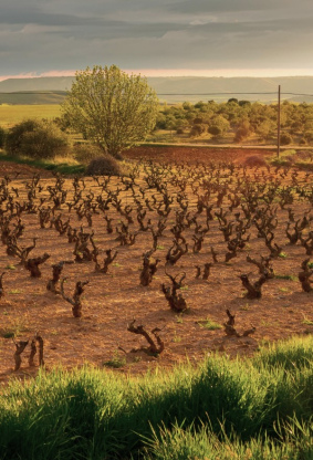 Ribera del Duero, un oasis vinícola repleto de diversidad