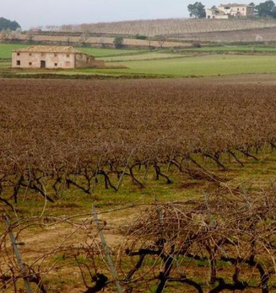 El Celler el Roure: la pureza de la toscana valenciana
