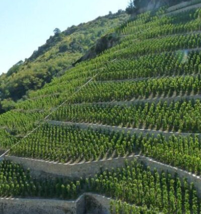 Introducirse en los vinos del Ródano