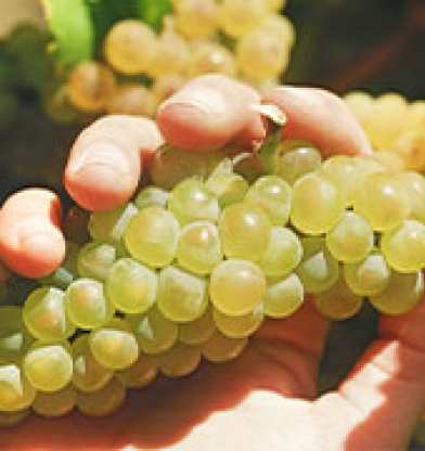La Chenin blanc en Sudráfica