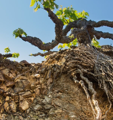 Mineralidad: ¿naturaleza o storytelling?