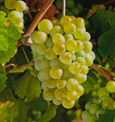 Vinos D.O. Rueda: las mil caras de un mismo disfrute